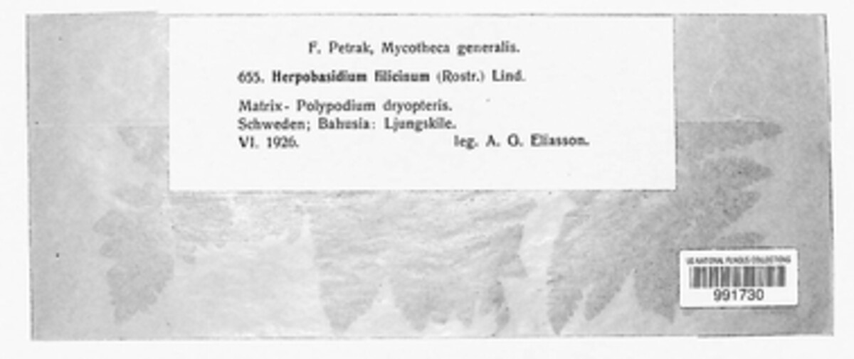 Herpobasidium image